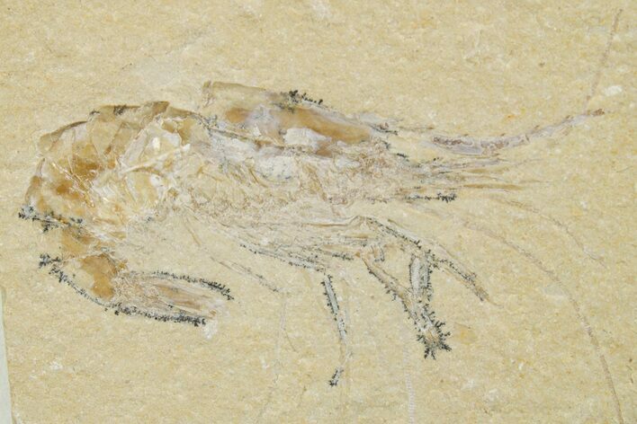 Cretaceous Fossil Shrimp - Lebanon #375785